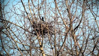 Magpies building a nest