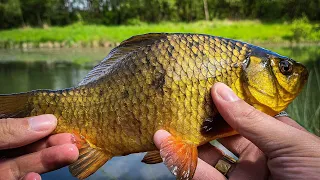 Crucian Carp & Tench fishing