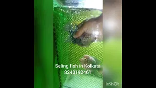 gb kml flowerHorn fish sel in Kolkata sare the video