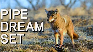 Pipe Dream Set for Coyotes | Coyote Trapping