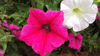 Pink Petunias and White Ipomoea Flowers In Garden #ipomoea #petunia #gardening #worldgardeners