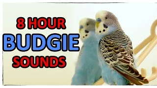 8 Hour of happiest Budgie - Cookie, talking with mirror