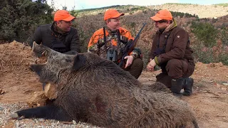 DRIVEN HUNT FOR WILD BOAR in Turkey ep 3 of 3 - "The grand finale" The First Years (2012-2016)
