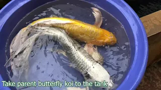 Discover the Hidden Techniques for Breeding Butterfly Koi Fish