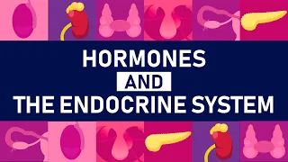 The Master Gland Inside Your Endocrine System