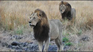 What Happened to the Mighty Orpen Male Lions? | A Virtual Safari Tribute