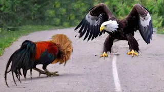 This Eagle Messed With The Wrong Opponent