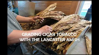 A Job For Winter...Stripping Tobacco on Amish Farm In Lancaster County, PA