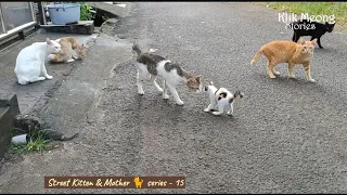 No One Wants to Accompany to Play, the Little Calico-Cat Returns to Its Mom 😻//street-cat edition//