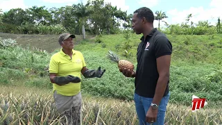 In Depth With Dike Rostant - Tableland Pineapple Farmers Association