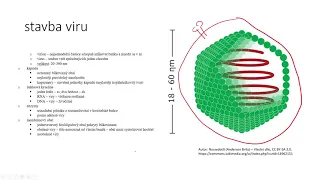 Viry - stavba, průběh virové infekce