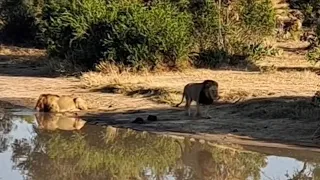 Black Dam Male Lions going back to their old Territory | Good News for Mapoza Male | 23 May 2024