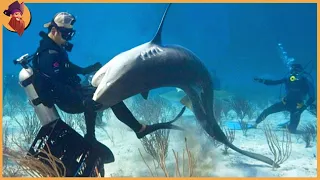 15 Brutale Haiangriffe Auf Kamera Erwischt
