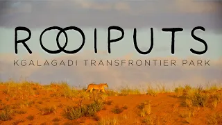 Rooiputs Kgalagadi Transfrontier Park. Filming African wildlife behind-the-scenes series PREVIEW