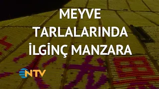 @NTV  Çinli çiftçiler buldukları yöntemle üretimi 6,5 kat artırdı