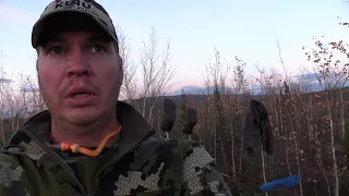 Alaska Moose Hunt 2021