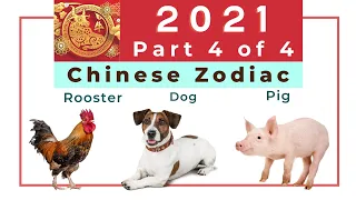 Part 4 of the 2021 Ox year Chinese Zodiac Analysis: Rooster, Dog, and Pig