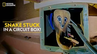 Snake Stuck in a Circuit Box! | Snakes SOS: Goa’s Wildest | National Geographic
