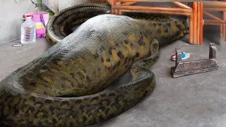 10 Humans Found Inside Snakes!