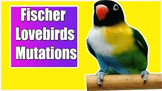 Most beautiful and rare Fischer Lovebird Mutations  [Top 18]