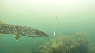 AMAZING Underwater Ice Fishing for Pike