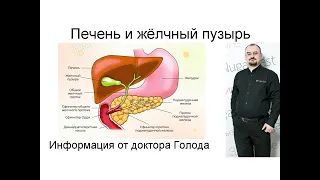 Печень и жёлчный пузырь – короткая информация от доктора Голода