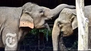 Elephant Empathy | ScienceTake | The New York Times