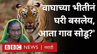 Tadoba Tiger Reserve तील Man Animal Conflict कधी थांबणार? Tadoba Andhari Tiger Reserve (BBC Marathi)