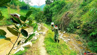 Transport bricks to prepare materials to build fish pond embankments and catch night worms - Ep 20