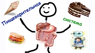 Пищеварительная система человека. Ферменты для пищеварения.То, что нужно знать, для ЕГЭ по биологии.