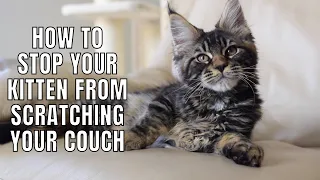 7 Tips to Get Your Kitten to NOT Scratch Your Couch