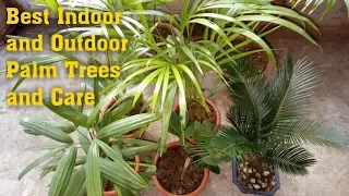 Best Indoor and Outdoor Palm Trees and Care