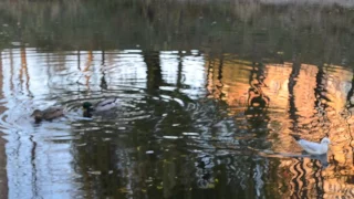 Чайка с утками плавает в реке
