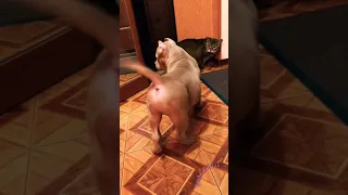 Знакомство Кота 😾 и Собаки 🐕 Funny Cat and Dog 😁 #shorts #смешныеживотные