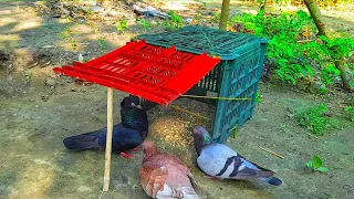 Unique Bird Trap | How To Trap Pigeon Easy with Box