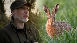 Hare Photography | Brown Hares close to home