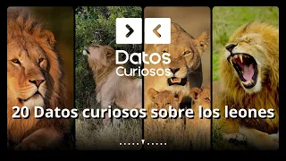 20 Datos curiosos sobre los leones