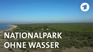 Spanien: Blaubeeren graben Nationalpark das Wasser ab