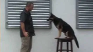 K9 Xena table training obedience