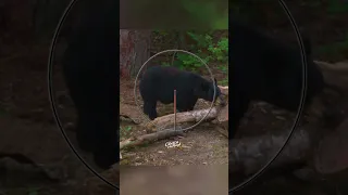 Where to Shoot a Bear with a Bow (how far do you think he went?) #hunting #animals #bears