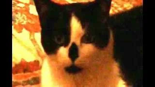 Sinister Cat - Ultimate Evil Kitty Cat - CUTE KITTEN! Adorable! Creepy! Horror! Funny!