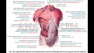 108.   Поверхневі м'язи грудної клітки - AnatomUa_AUDIO
