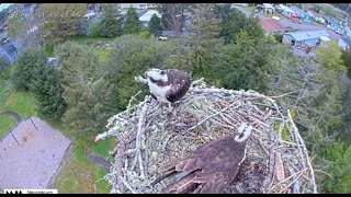 Seaside Osprey Nest, Oregon - May 01 2024 14:39 Returning young osprey to natal nest extended video