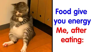 The Best Cat Memes That Will Make Your Day Better - cute cat