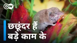 छछूंदर बताएंगे हड्डियों के इलाज का रास्ता [Extraordinary ability of Shrew]