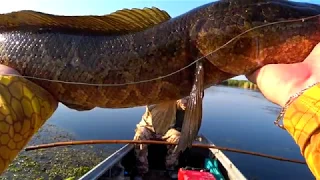 Балхаш. Змееголовы дельты реки Или / Balkhash lake. Snakeheads of the Ili river's delta.