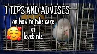 How to take care of lovebirds | Complete Care Guide For Lovebirds