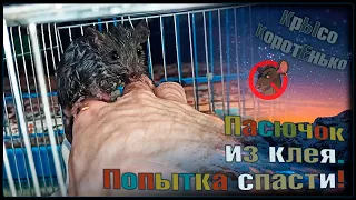 Дикий крысёнок из клеевой ловушки. 🤬 Пытаемся спасти и стабилизировать. 🐭(Wild Rats|Дикие Крысы) 🐭