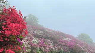 2024/04/21　躑躅五分咲き！　冨士山公園　その４　〜愛媛県大洲市〜