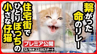 【子猫保護】寒空の下…優しさで繋がった命のリレー！ひとりぼっちの子猫を保護